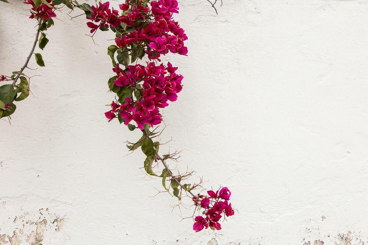 Two Olive Trees Guest House Spetses Town Exterior photo